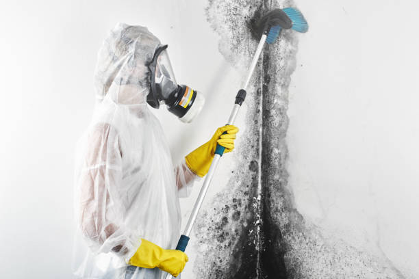 Best Crawl Space Mold Remediation  in Moundville, AL