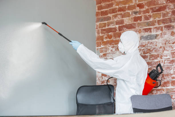 Best Black Mold Removal  in Moundville, AL