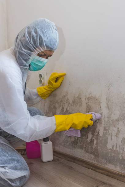 Best Forensic Mold Investigation  in Moundville, AL