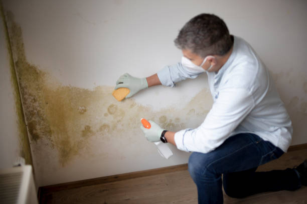 Best Post-Remediation Verification Testing  in Moundville, AL