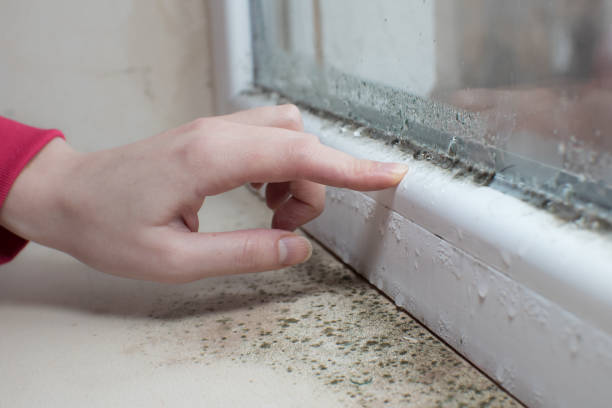  Moundville, AL Mold Removal Pros